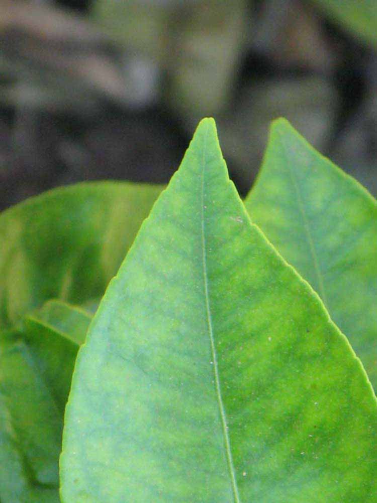              Margin (Riverside, CA)       